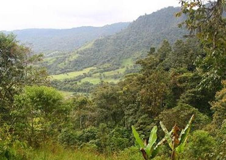 Selva de Mindo (Mindo Rainforest)